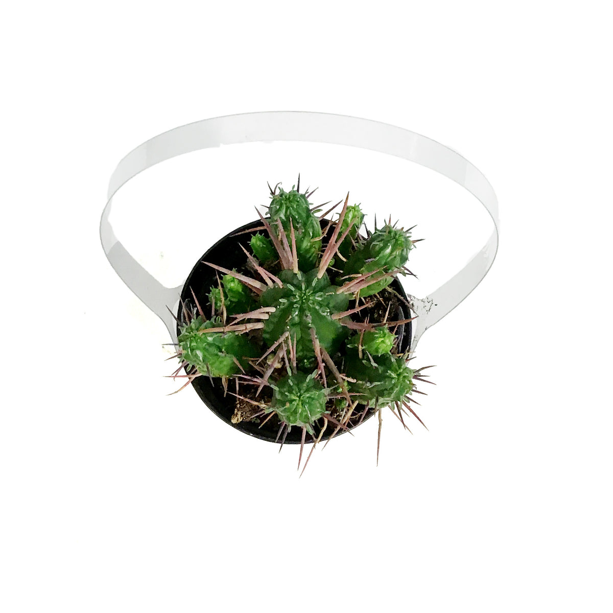 Cactus, 9cm, Euphorbia Ferox