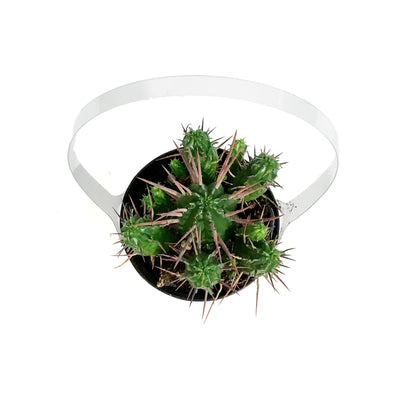 Cactus, 9cm, Euphorbia Ferox