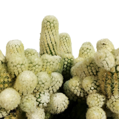 Cactus, 9cm, Mammillaria Elongata Monstrose