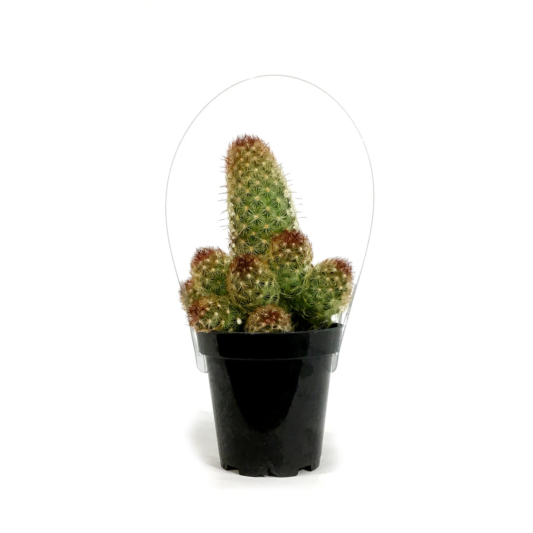Cactus, 9cm, Mammillaria Elongata 'Julio'