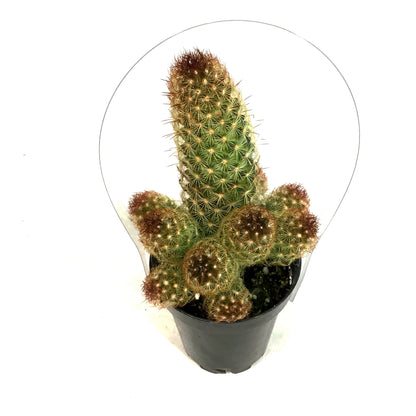 Cactus, 9cm, Mammillaria Elongata 'Julio'