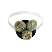 Load image into Gallery viewer, Cactus, 9cm, Mammillaria Matudae &#39;Thumb Cactus&#39;
