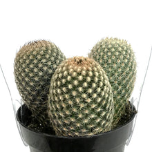 Load image into Gallery viewer, Cactus, 9cm, Mammillaria Matudae &#39;Thumb Cactus&#39;
