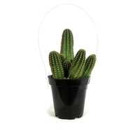 Cactus, 9cm, Echinopsis 'Ruby Starlight'