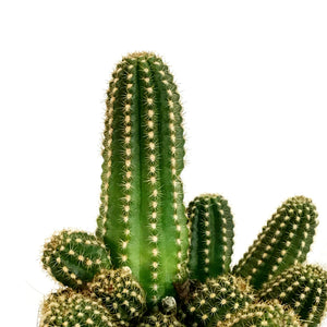 Cactus, 9cm, Echinopsis 'Ruby Starlight'