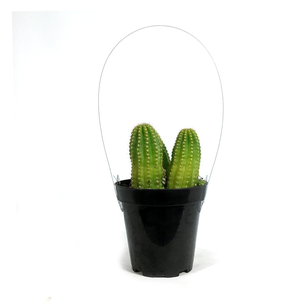 Cactus, 9cm, Echinopsis 'Mardi Gras'