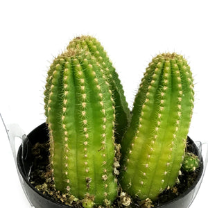 Cactus, 9cm, Echinopsis 'Mardi Gras'