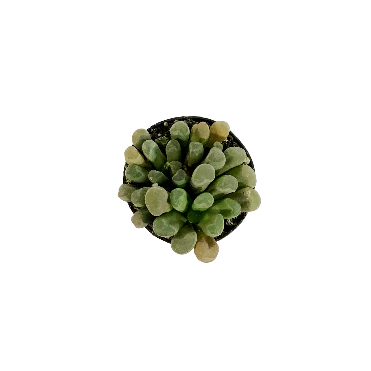 Succulent, 2in, Purple Baby Toes