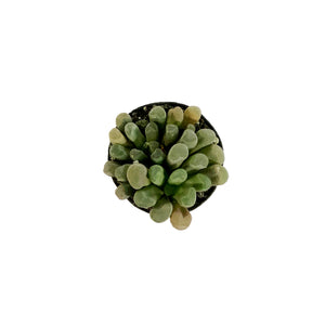 Succulent, 2in, Purple Baby Toes