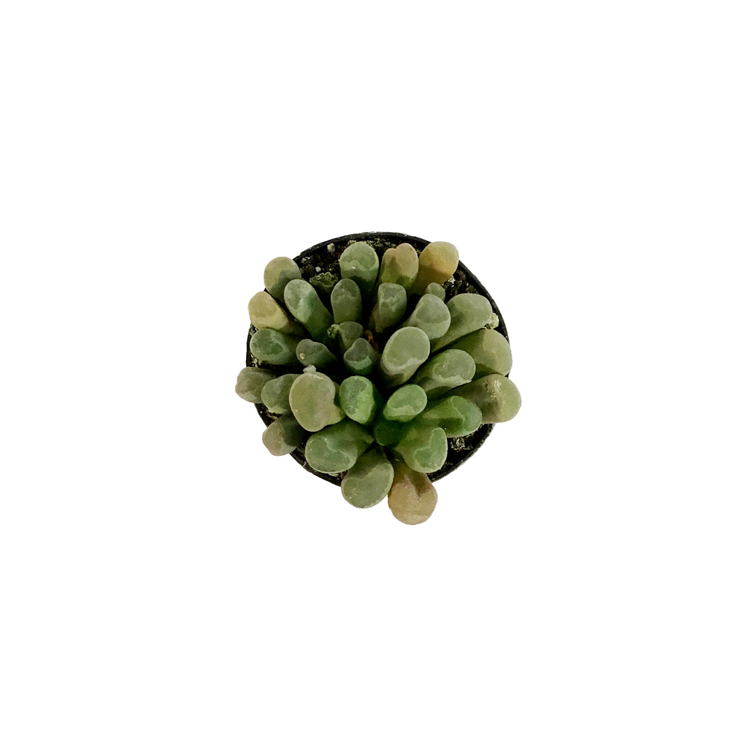 Succulent, 2in, Purple Baby Toes