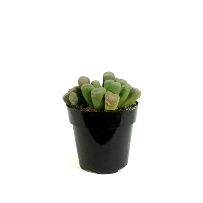 Succulent, 2in, Purple Baby Toes
