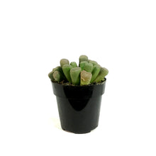 Load image into Gallery viewer, Succulent, 2in, Purple Baby Toes
