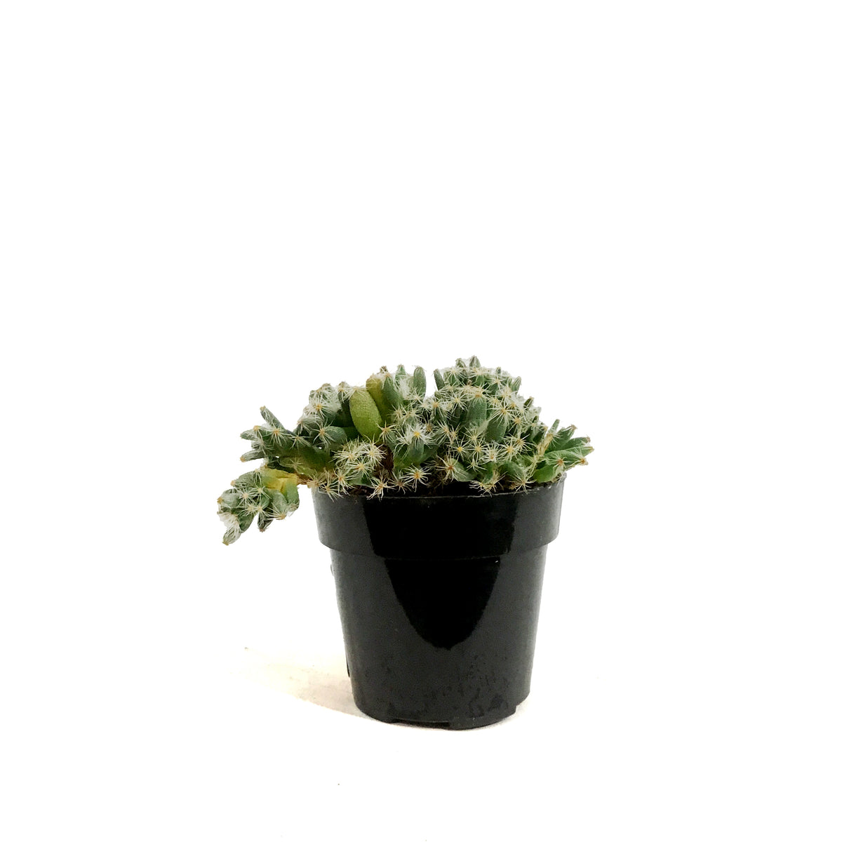 Succulent, 2in, Miniature Desert Rose