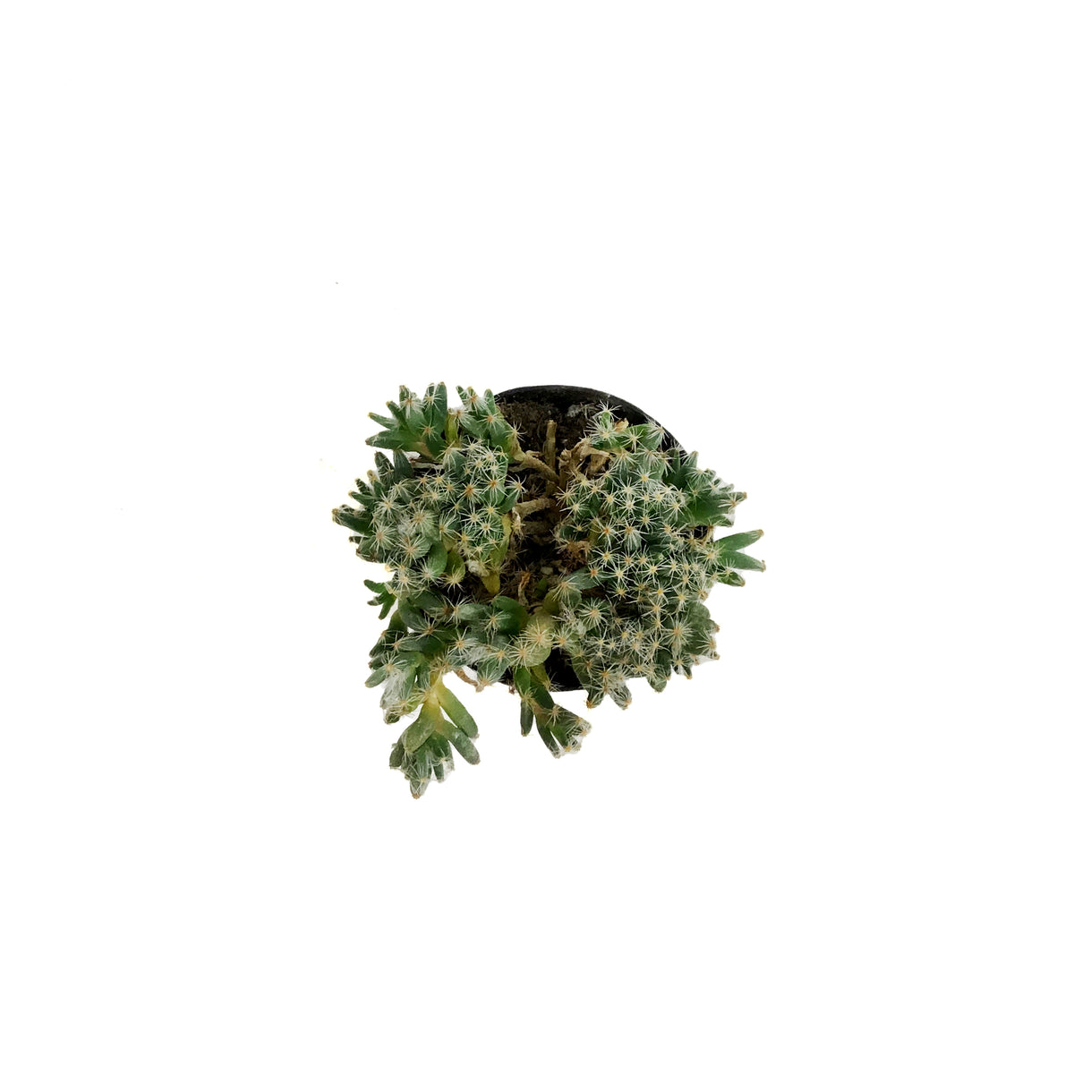 Succulent, 2in, Miniature Desert Rose