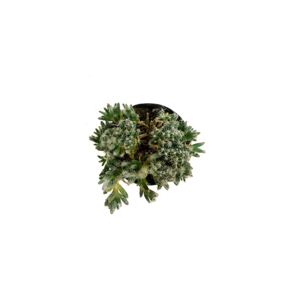 Succulent, 2in, Miniature Desert Rose