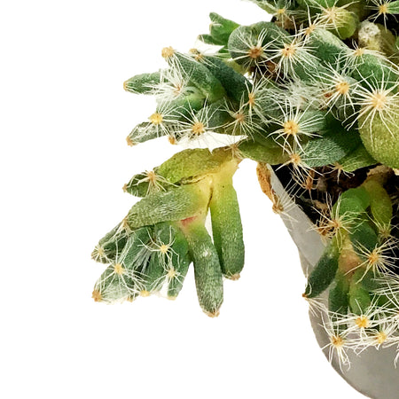 Succulent, 2in, Miniature Desert Rose