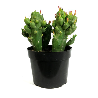 Cactus, 8in, Opuntia 'Gumbi'