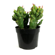 Load image into Gallery viewer, Cactus, 8in, Opuntia &#39;Gumbi&#39;

