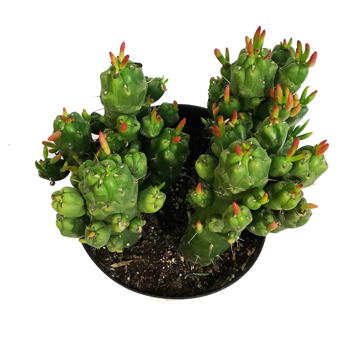 Cactus, 8in, Opuntia 'Gumbi'
