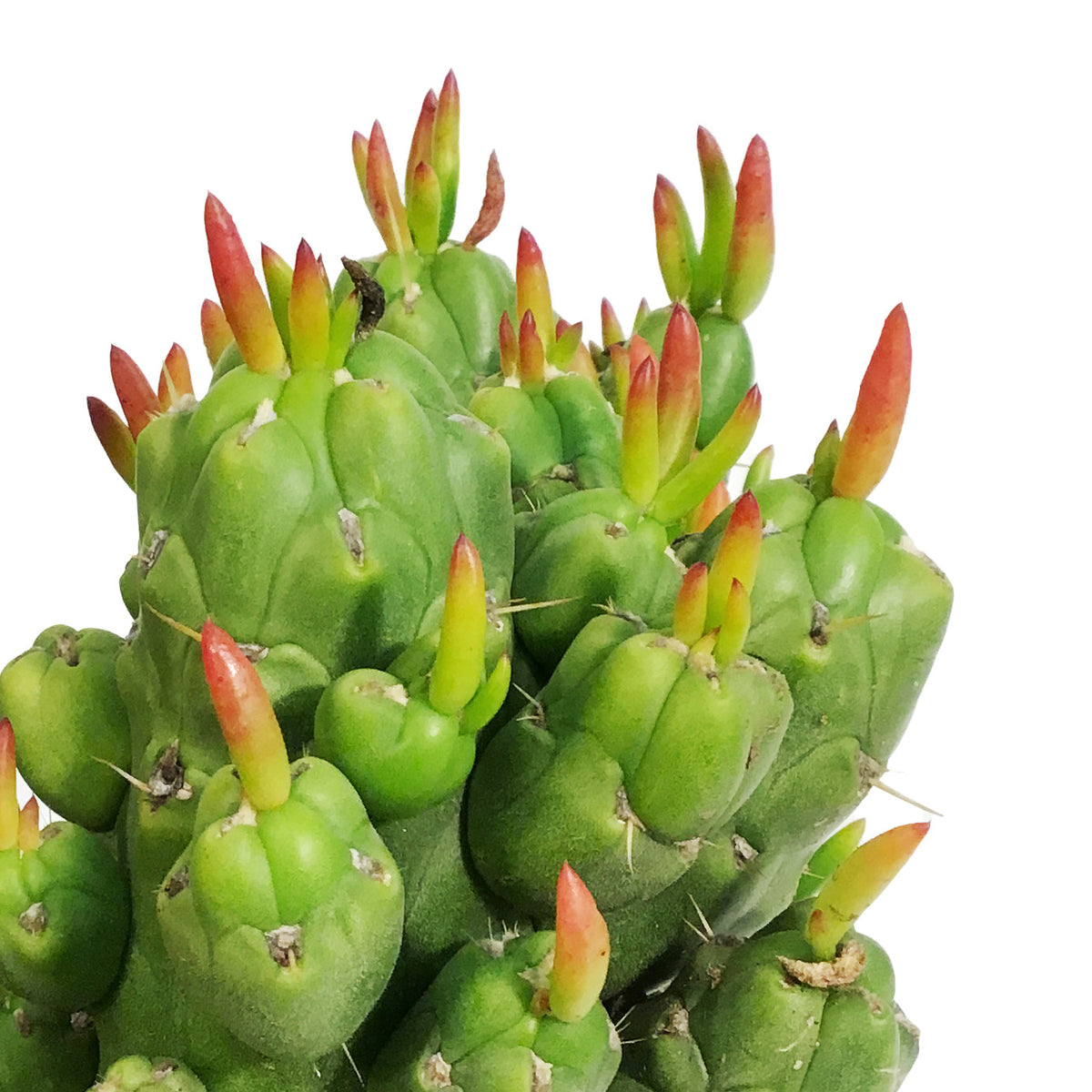 Cactus, 8in, Opuntia 'Gumbi'