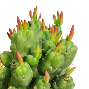 Cactus, 8in, Opuntia 'Gumbi'