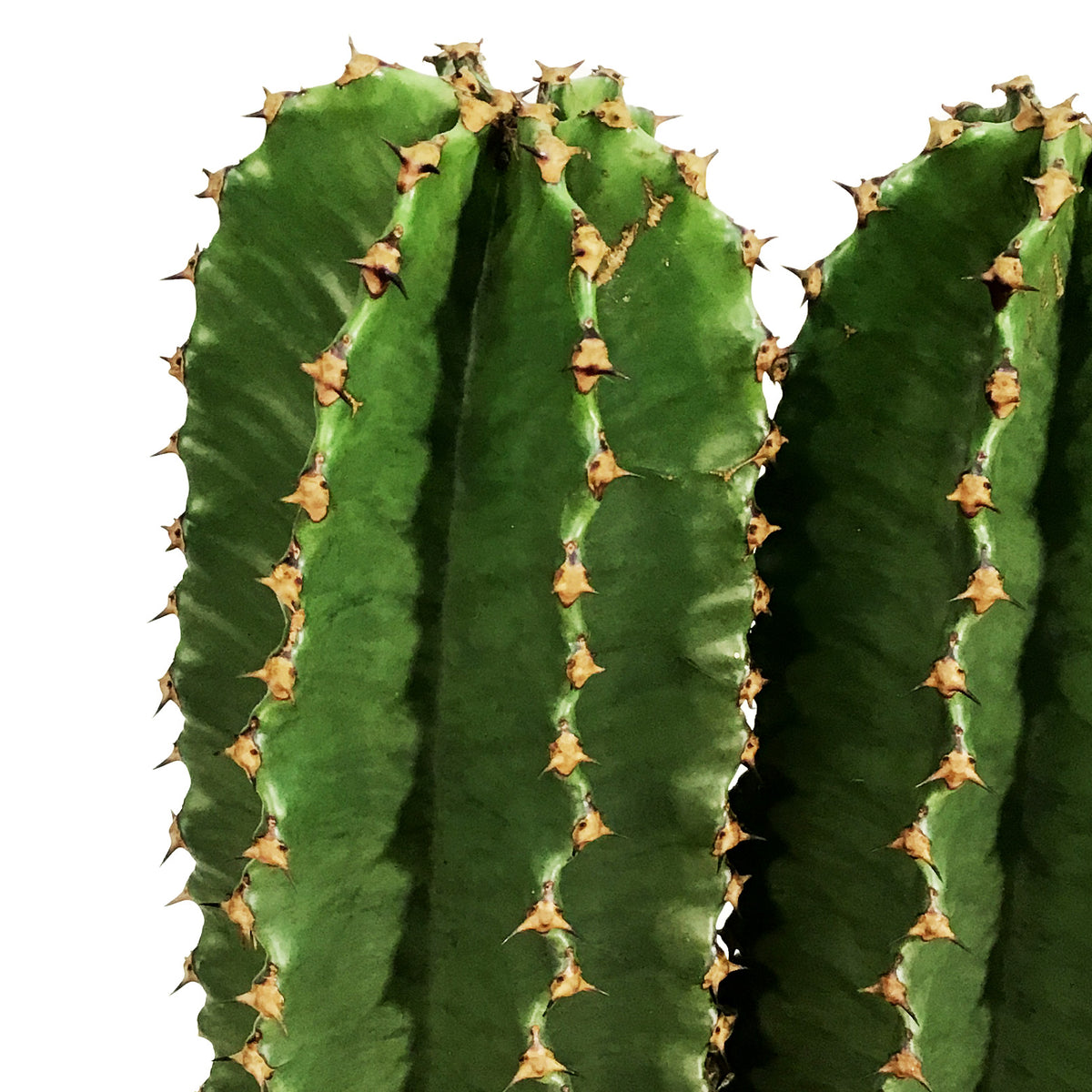 Cactus, 10in, Euphorbia Abyssinica