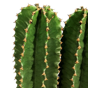 Cactus, 10in, Euphorbia Abyssinica
