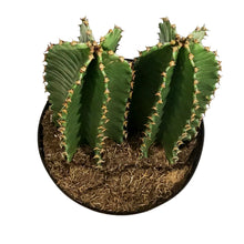 Load image into Gallery viewer, Cactus, 10in, Euphorbia Abyssinica
