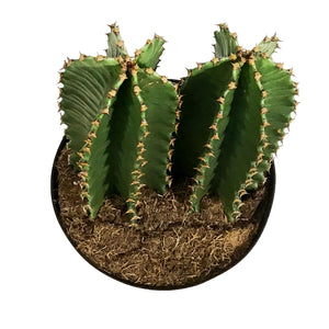 Cactus, 10in, Euphorbia Abyssinica
