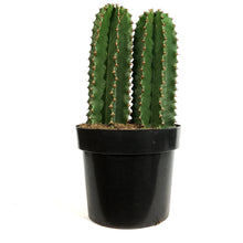 Load image into Gallery viewer, Cactus, 10in, Euphorbia Abyssinica
