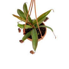Load image into Gallery viewer, Nepenthes, 4in HB, Rebecca Soper
