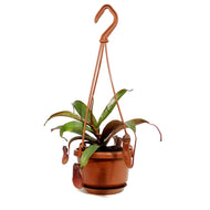 Nepenthes, 4in HB, Rebecca Soper