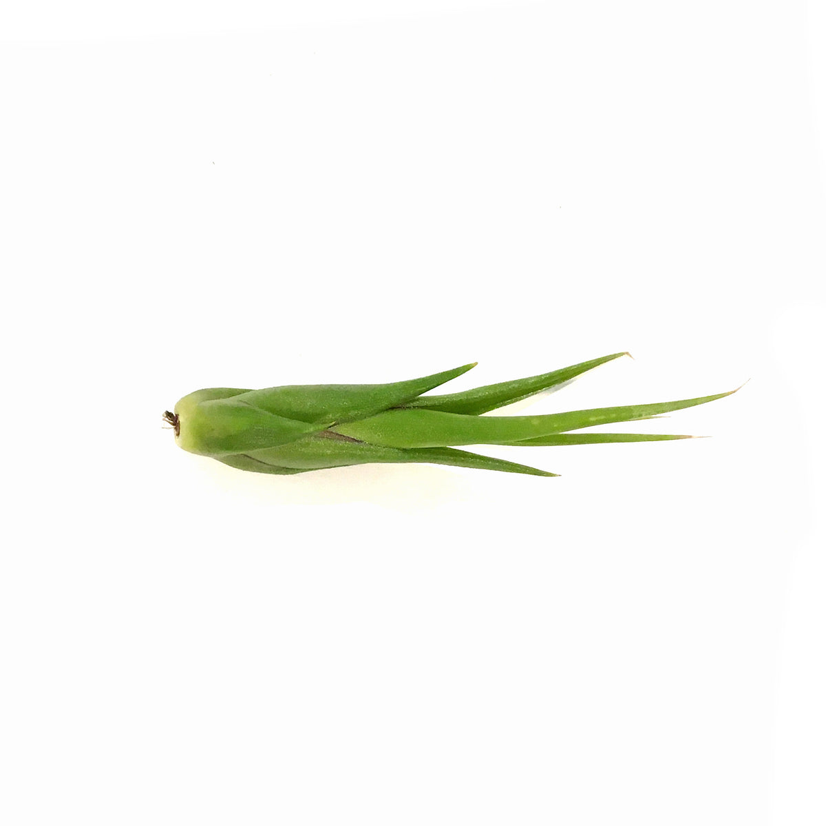 Tillandsia Circinata