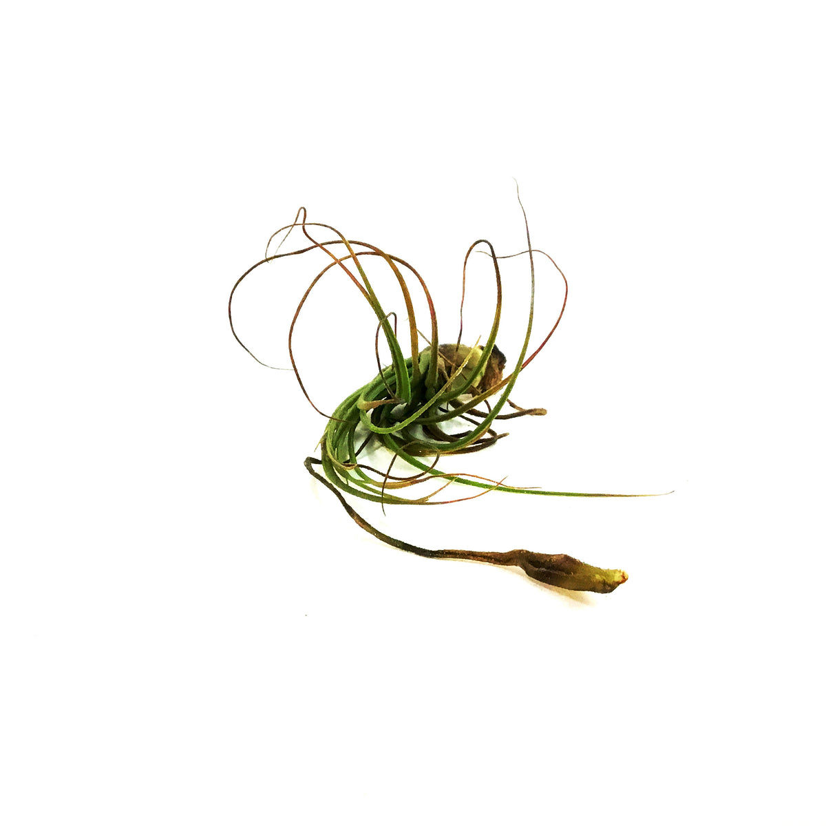 Tillandsia Oaxacana,4-5"dia