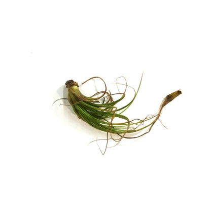 Tillandsia Oaxacana,4-5"dia