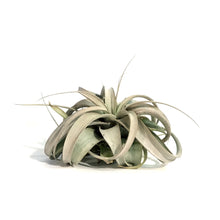 Load image into Gallery viewer, Tillandsia Xerographica

