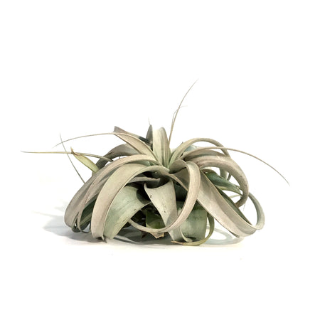 Tillandsia Xerographica