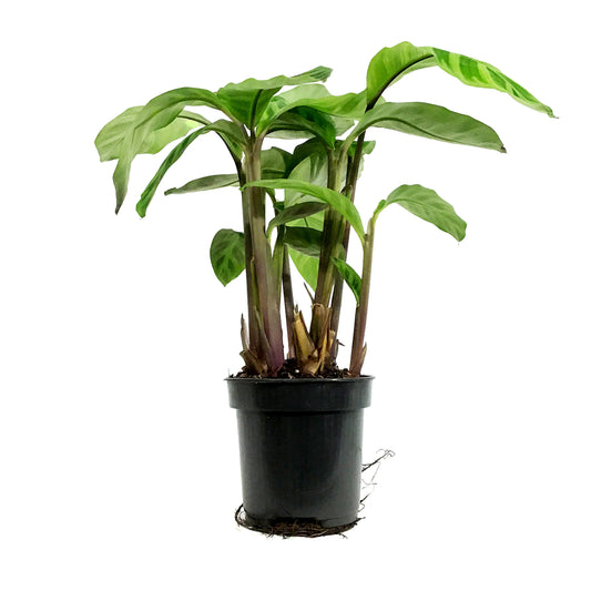 Calathea, 4in, Zebrina