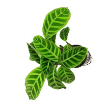 Load image into Gallery viewer, Calathea, 4in, Zebrina
