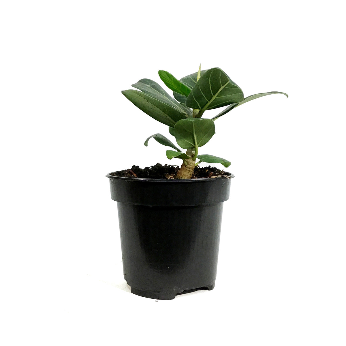 Ficus, 4in, Audrey