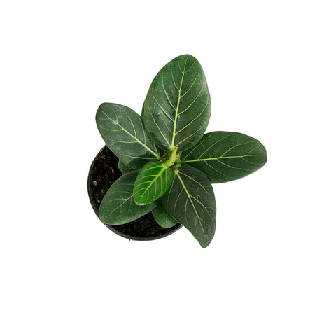 Ficus, 4in, Audrey