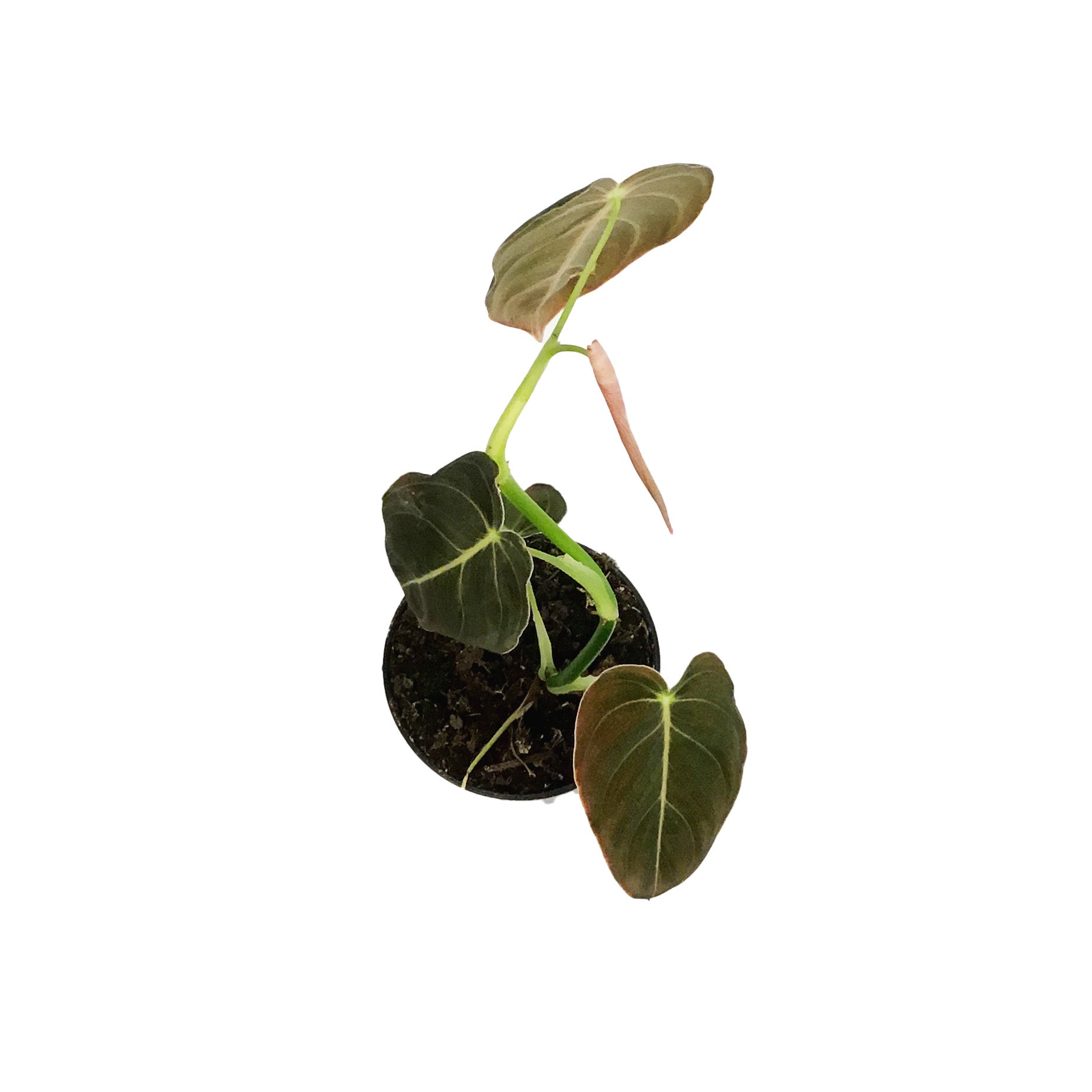philodendron adreanum Philodendron, 4in, Andreanum – Floral Acres Greenhouse & Garden Centre