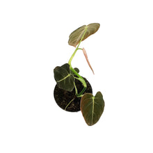 Load image into Gallery viewer, Philodendron, 4in, Andreanum
