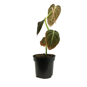 Philodendron, 4in, Andreanum