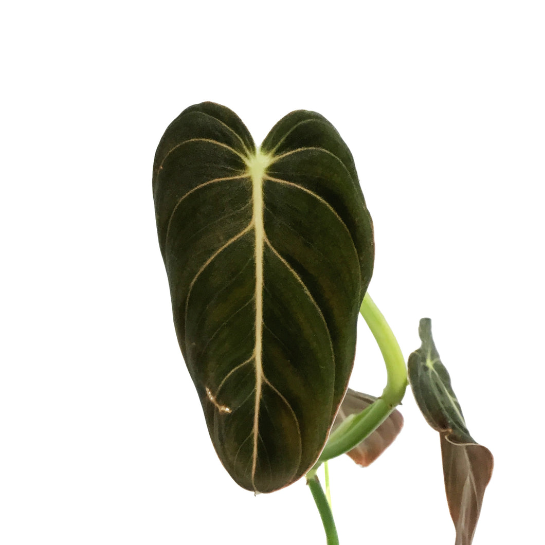 Philodendron, 4in, Andreanum