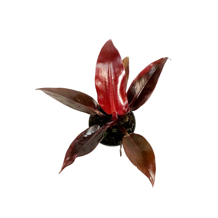 Philodendron, 4in, Red Sun