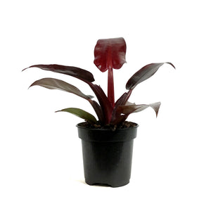 Philodendron, 4in, Red Sun