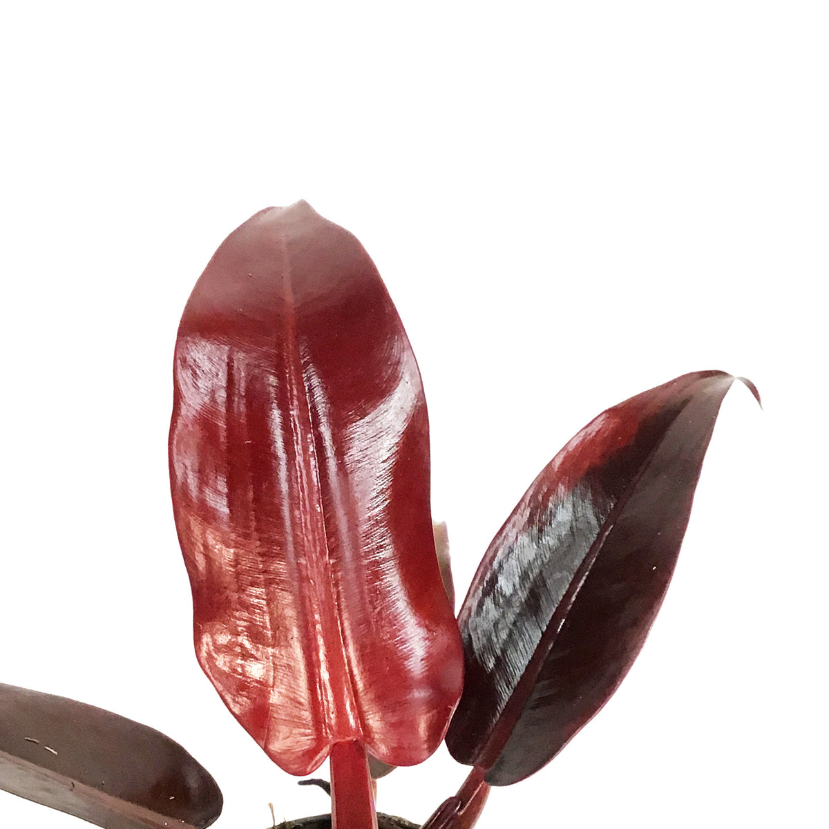 Philodendron, 4in, Red Sun