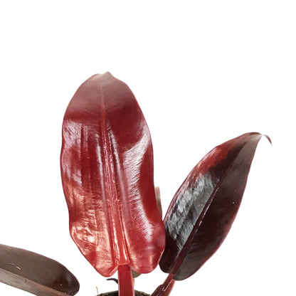 Philodendron, 4in, Red Sun
