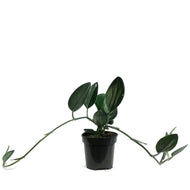 Scindapsus, 4in, Treubii Dark Form